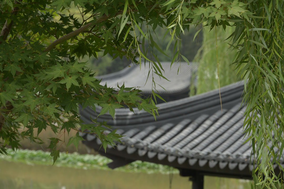 鸡爪槭