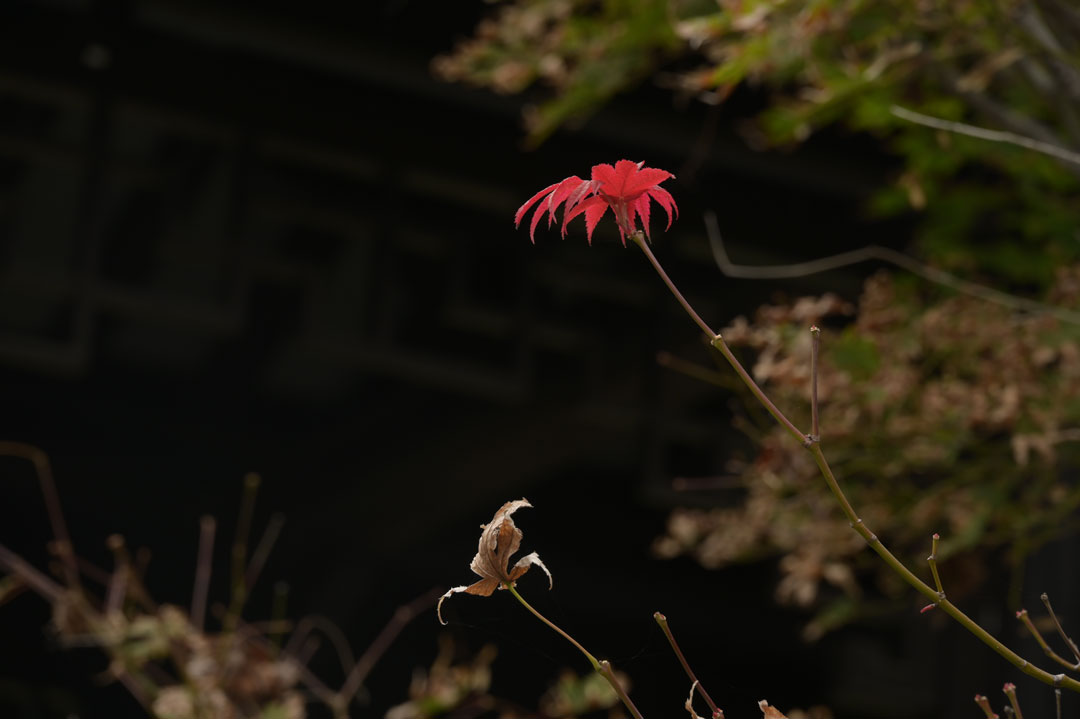 红叶